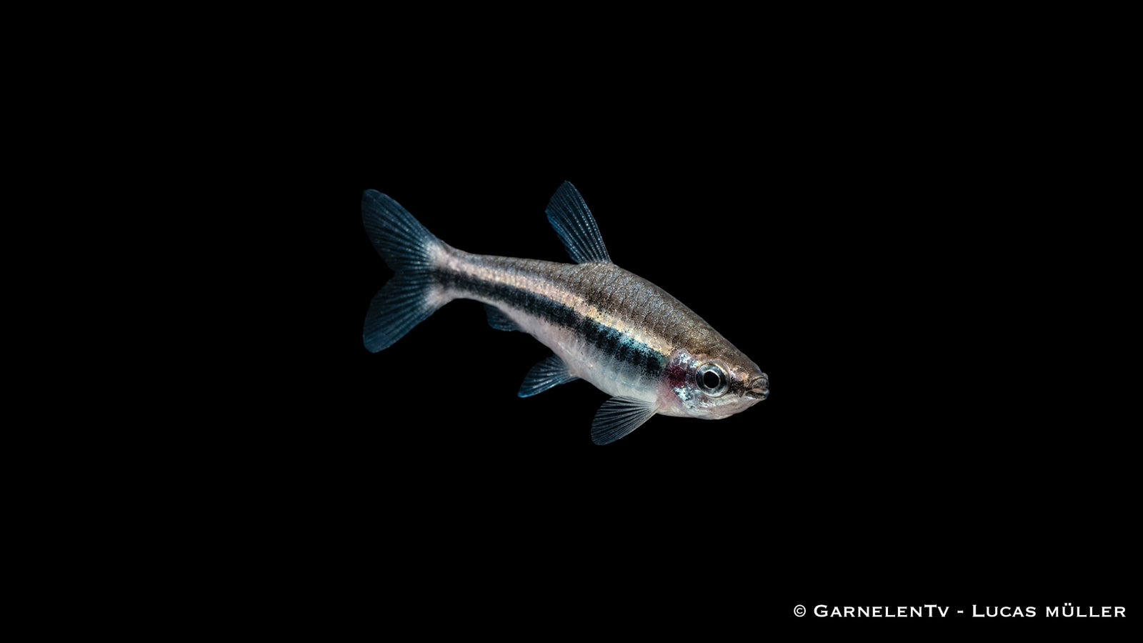 Längsband Ziersalmler - Nannostomus beckfordi