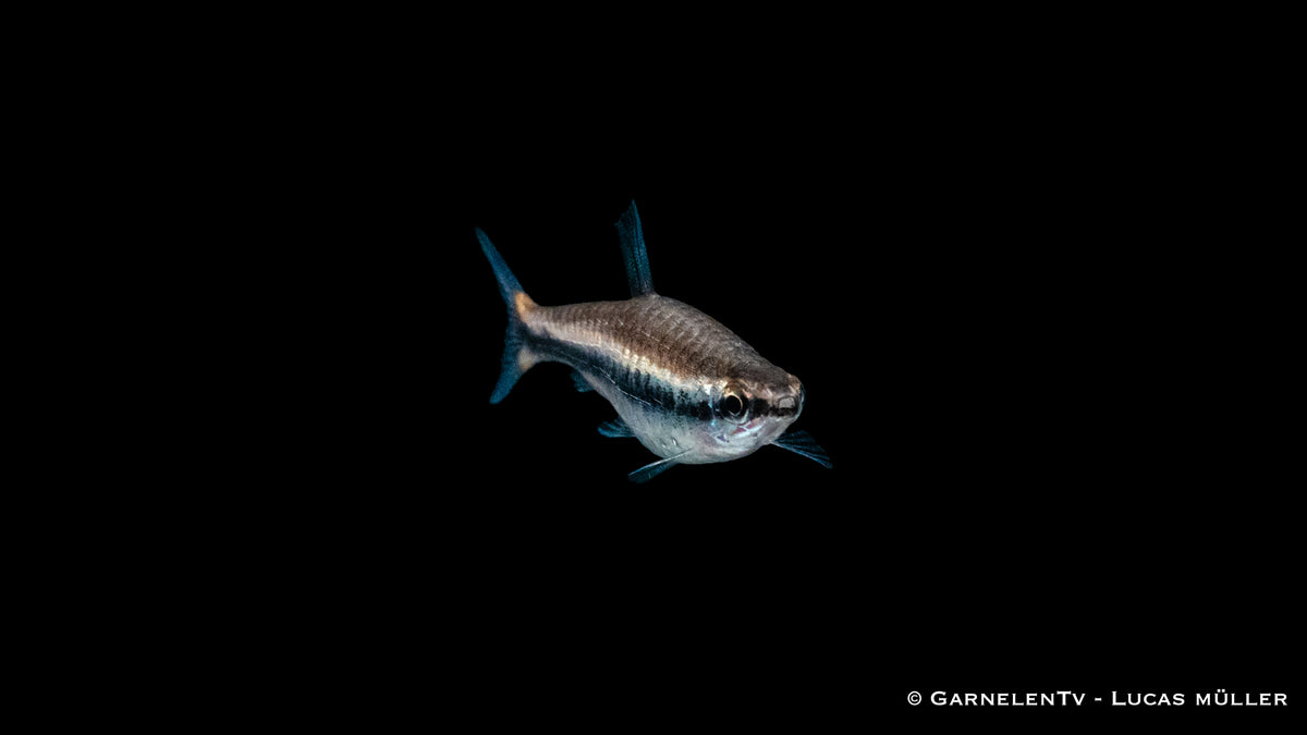 Längsband Ziersalmler (Nannostomus beckfordi) in Aquariumpflanzen
