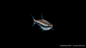 Längsband Ziersalmler (Nannostomus beckfordi) in Aquariumpflanzen