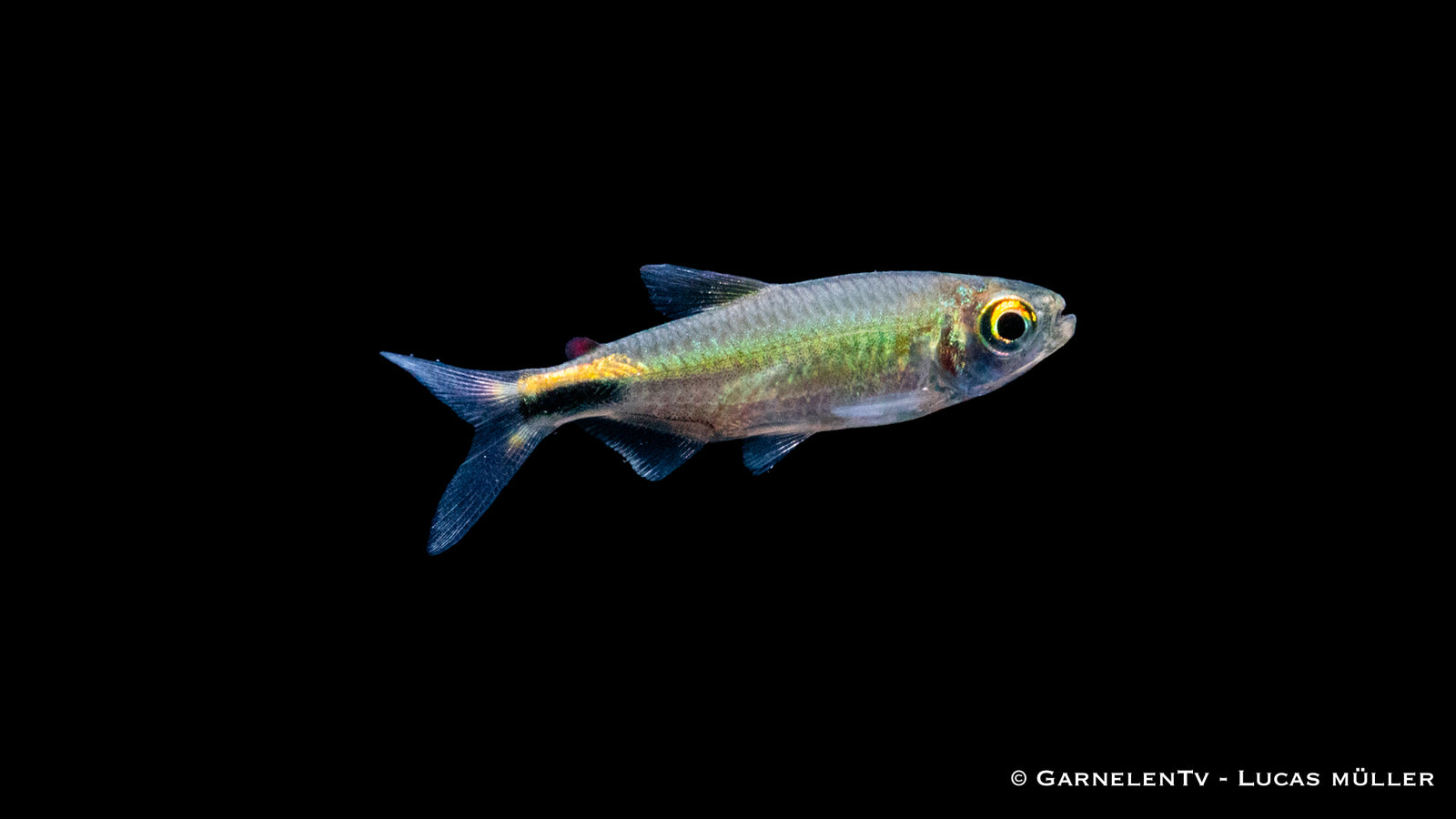Langflossensalmler fish swimming in an aquarium