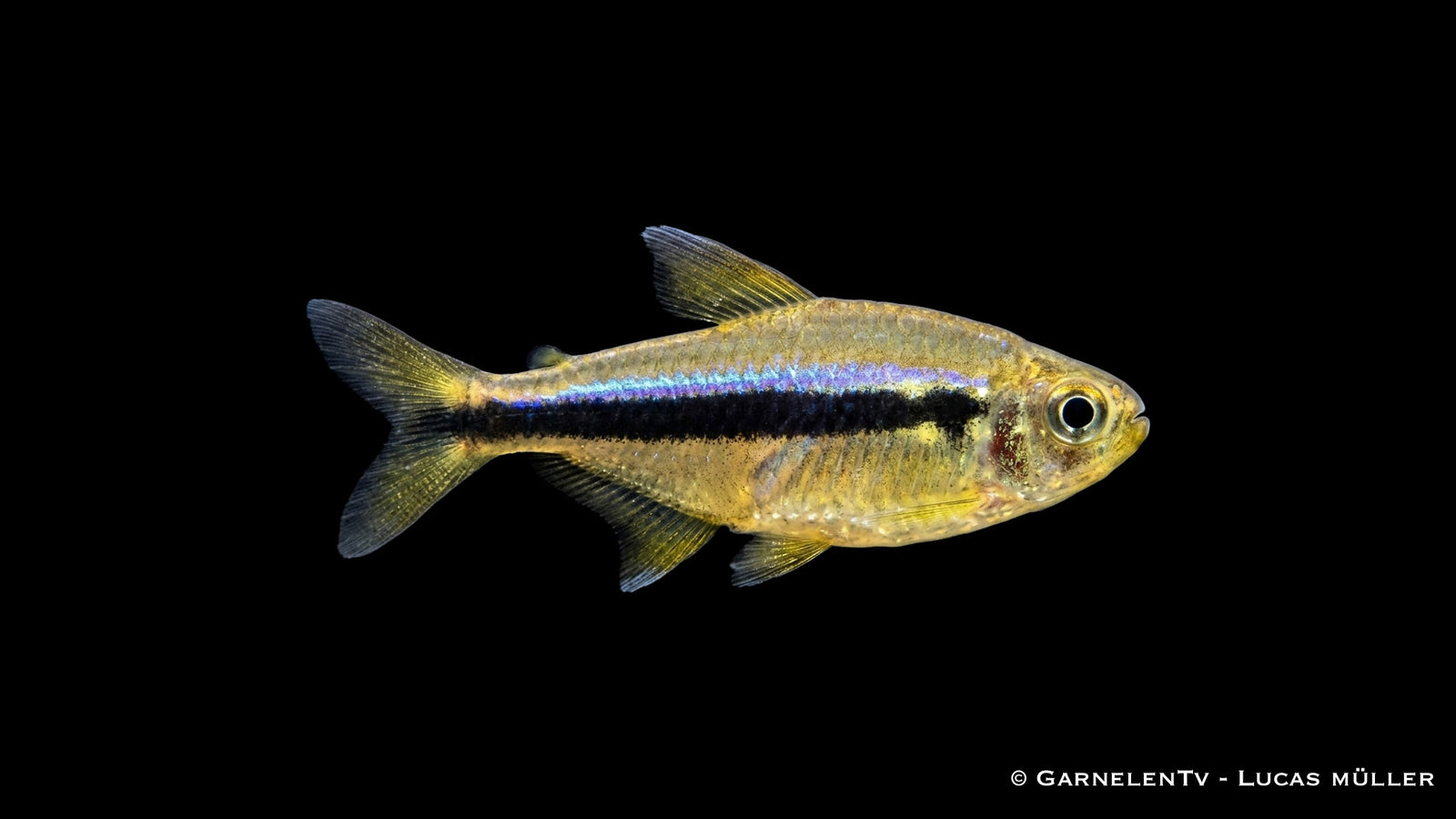 Hyphessobrycon cyanotaenia Männchen zeigt charakteristisches Lapisblau und schwarze Begleitlinie
