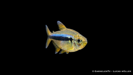 Lapis Tetra Hyphessobrycon cyanotaenia mit leuchtend blauer Längsbinde vor dunklem Hintergrund
