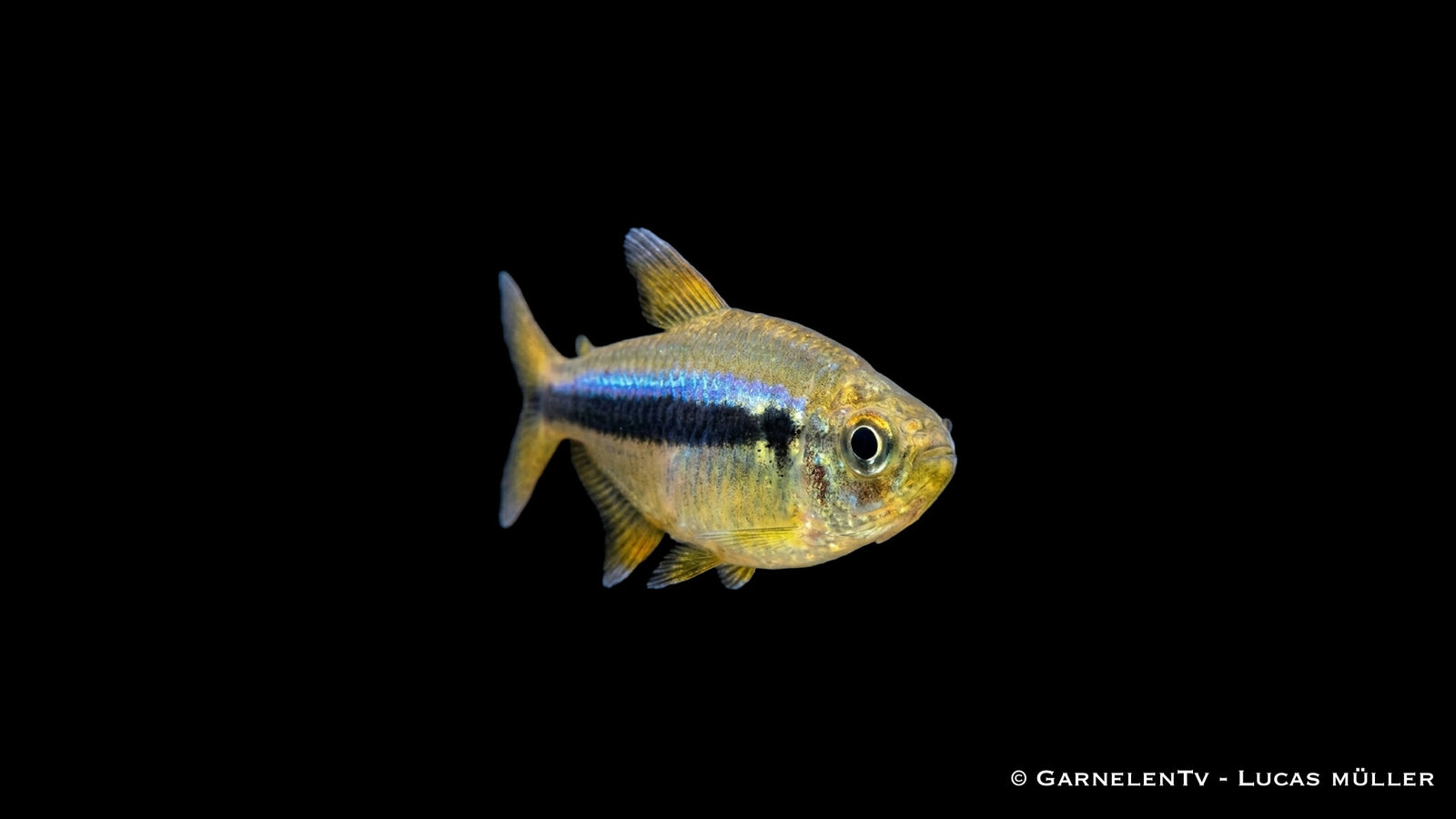 Hyphessobrycon cyanotaenia Männchen zeigt charakteristisches Lapisblau und schwarze Begleitlinie
