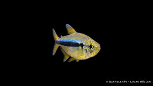 Lapis Tetra Hyphessobrycon cyanotaenia mit leuchtend blauer Längsbinde vor dunklem Hintergrund
