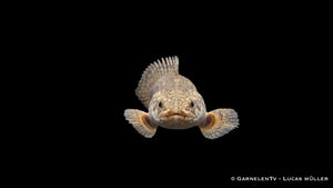 Polypterus lapradei als besonderer Raubfisch mit kräftiger Kopfform, natürlicher Tarnzeichnung und ruhiger Lauerhaltung zwischen Wurzeln und Steinen
