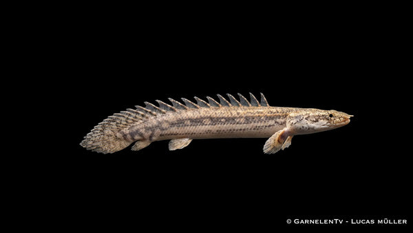 Lapradei Flösselhecht - Polypterus lapradei
