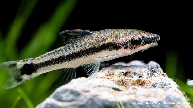 Otocinclus Wels bei der Algenaufnahme