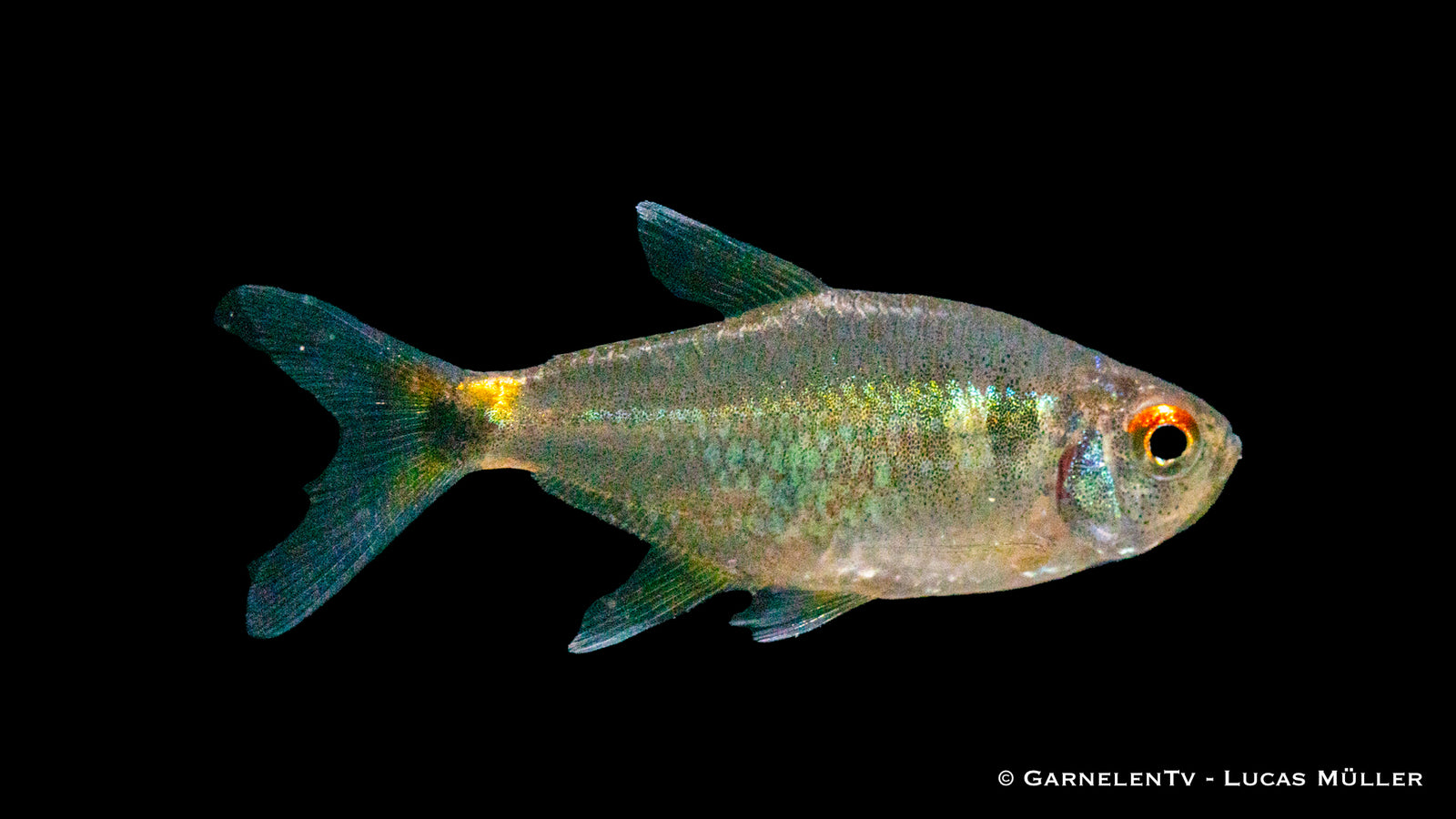 Laternenträger Hemigrammus ocellifer im Aquarium