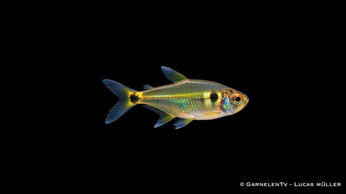 Laternenträger - Hemigrammus ocellifer