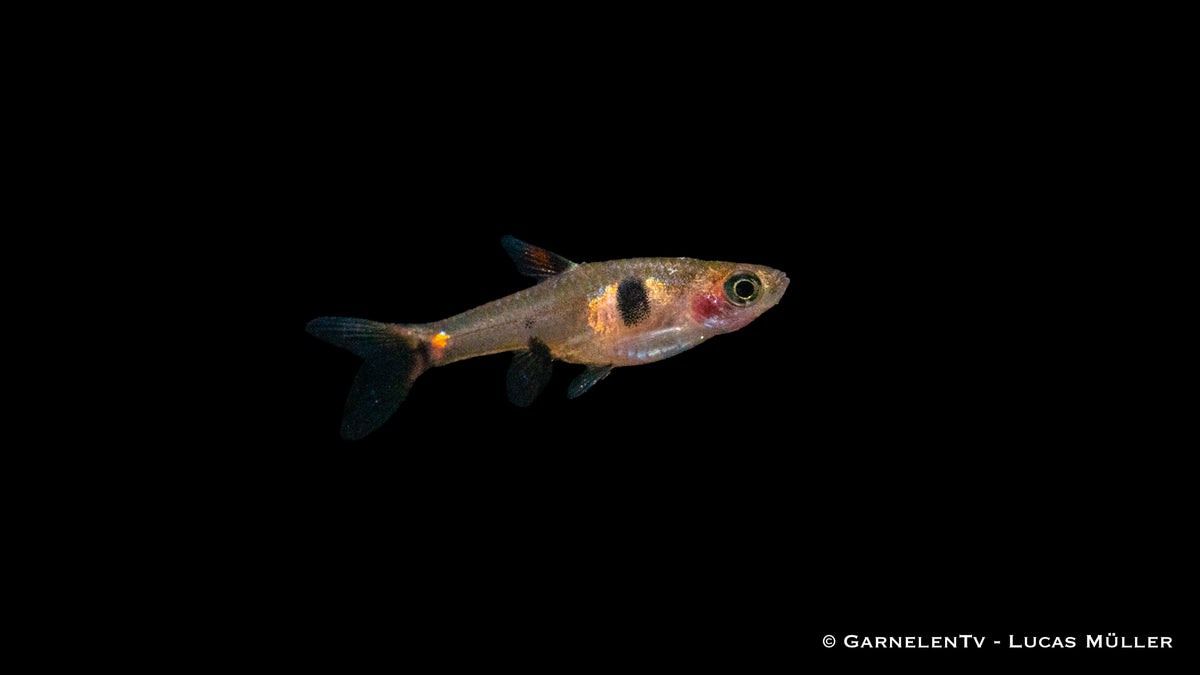 Lebendiger Zwergbärbling Boraras maculatus