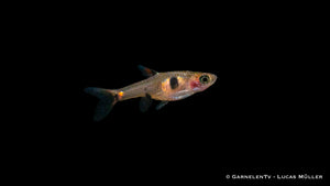 Lebendiger Zwergbärbling Boraras maculatus