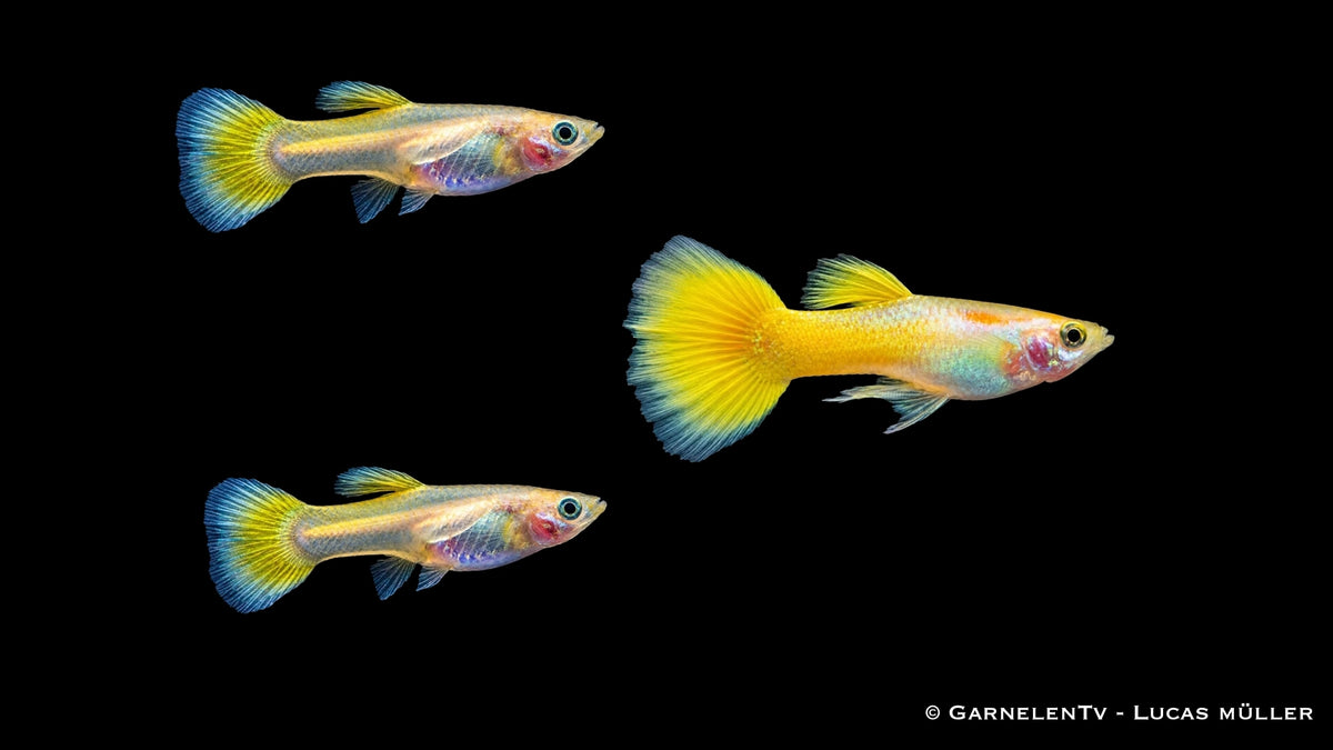 Guppy Lemon Trio - 1 Männchen + 2 Weibchen - Poecilia reticulata