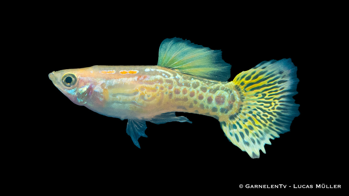 Lemon Guppy male displaying vibrant yellow and white colors
