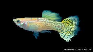 Lemon Guppy male displaying vibrant yellow and white colors
