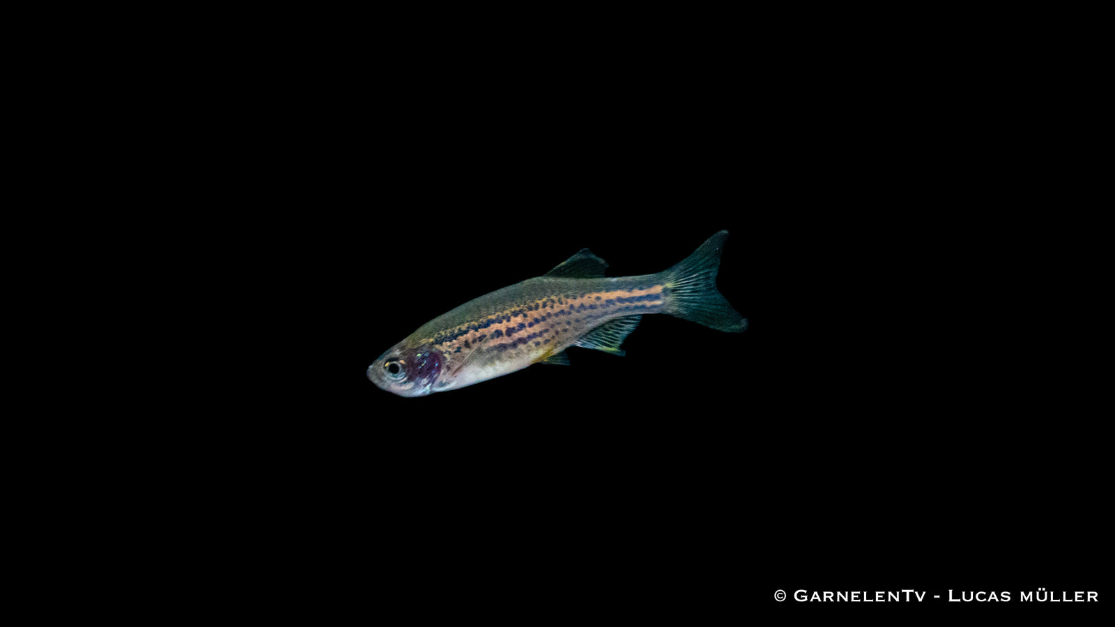 Leopardbärbling (Danio rerio) im Aquarium