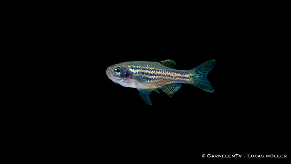 Leopardbärbling - Danio rerio (Brachydanio frankei)