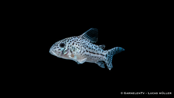 Leopardpanzerwels - Corydoras leopardus (DNZ)