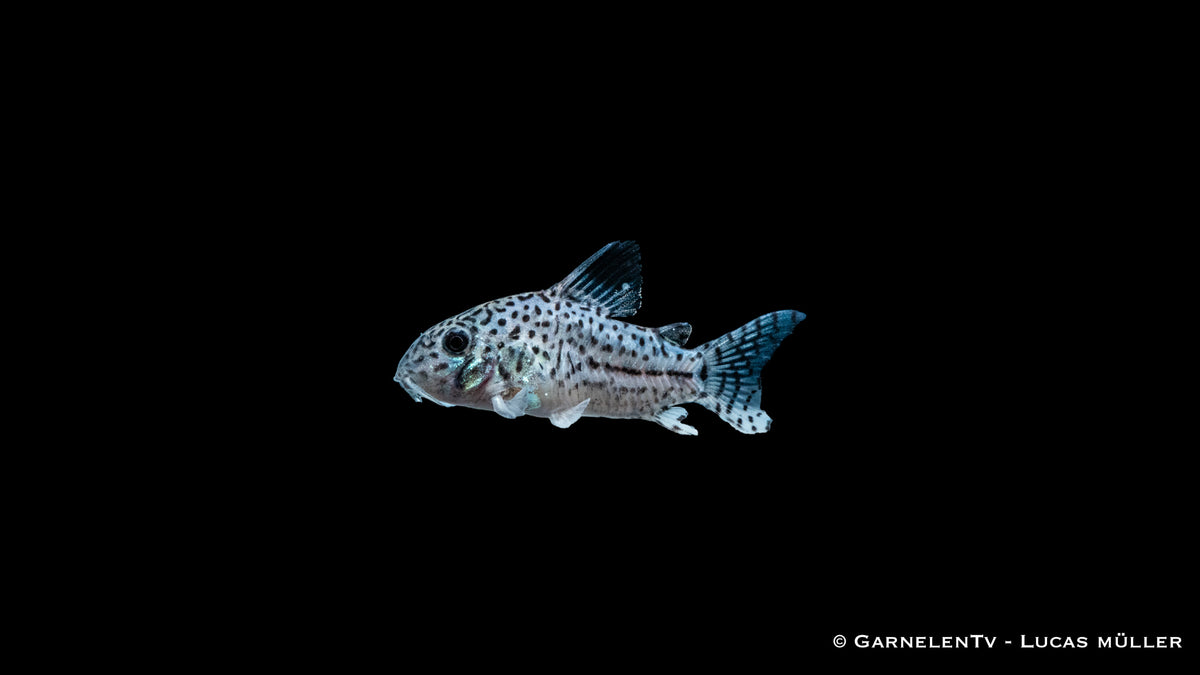 Corydoras leopardus – Friedlicher Bodenbewohner in Gruppenhaltung