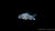 Leopardpanzerwels Corydoras leopardus im Aquarium mit Leopardenmuster