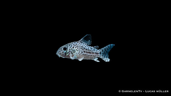 Leopardpanzerwels - Corydoras leopardus (DNZ)