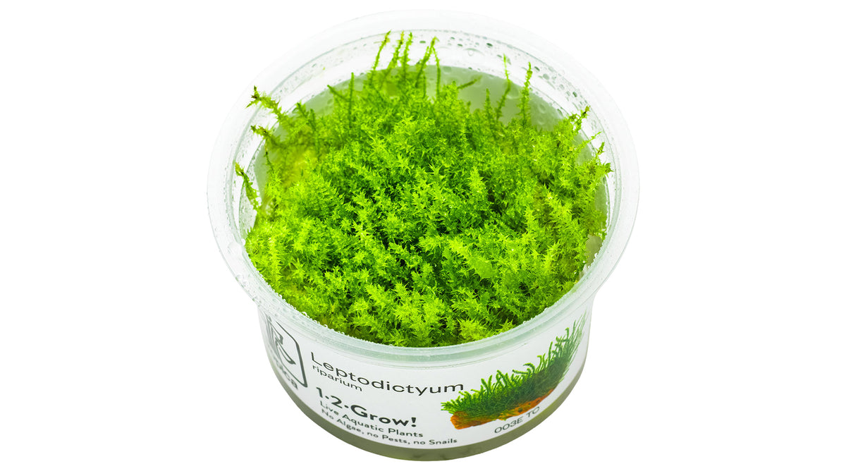 Leptodictyum riparium InVitro Plfanze