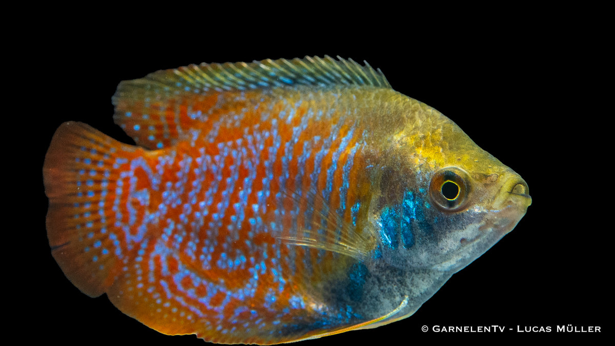 Leuchtend farbiger Zwergfadenfisch Trichogaster lalius schwimmt
