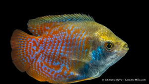 Leuchtend farbiger Zwergfadenfisch Trichogaster lalius schwimmt

