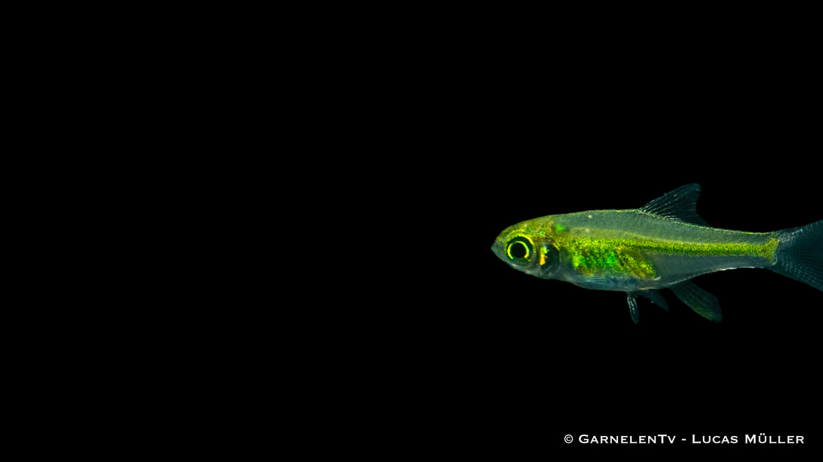 Leuchtend grüner Microdevario kubotai unter Wasser