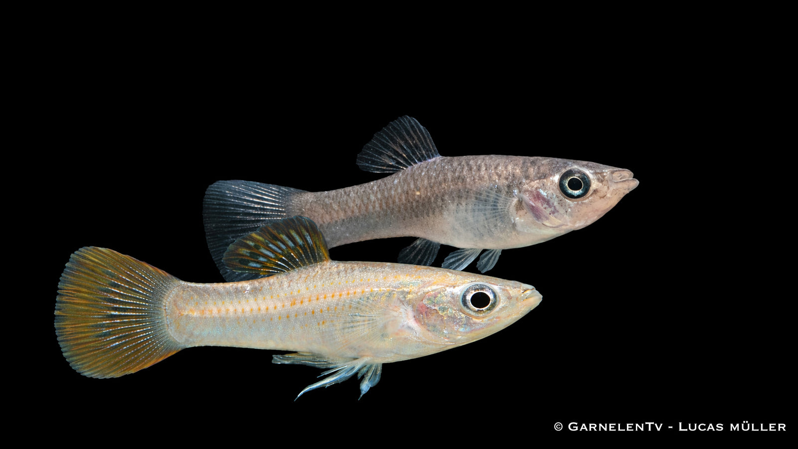 Pärchen - Liberty Molly - Poecilia salvatoris