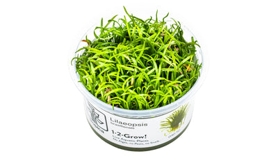 Lilaeopsis brasiliensis