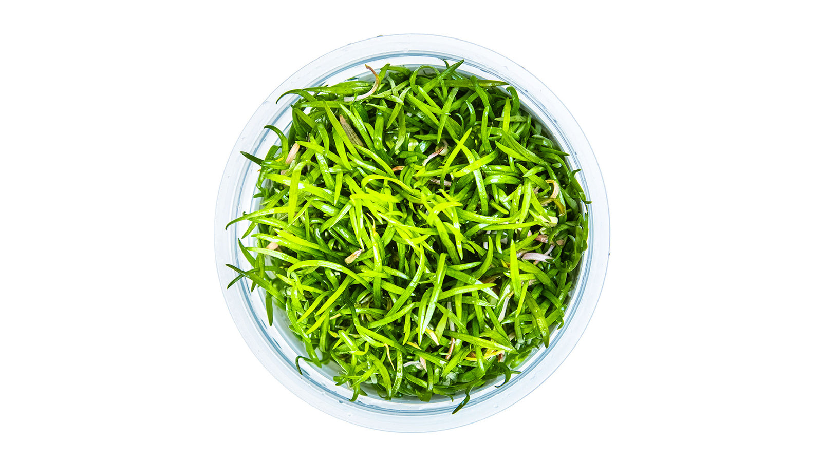 Lilaeopsis brasiliensis InVitro Pflanze