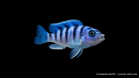 Lilaprachtbarsch - Pseudotropheus lombardoi