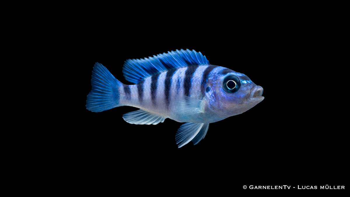 Lilaprachtbarsch - Pseudotropheus lombardoi