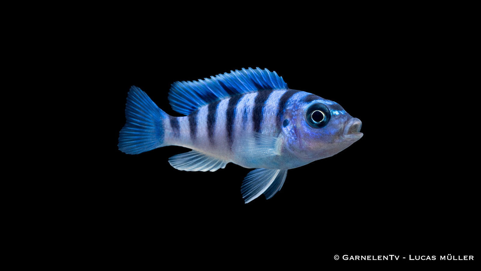 Lilaprachtbarsch - Pseudotropheus lombardoi