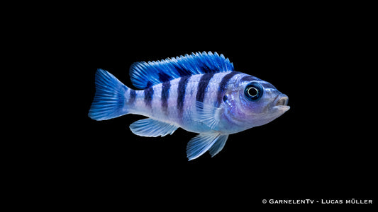Lilaprachtbarsch - Pseudotropheus lombardoi
