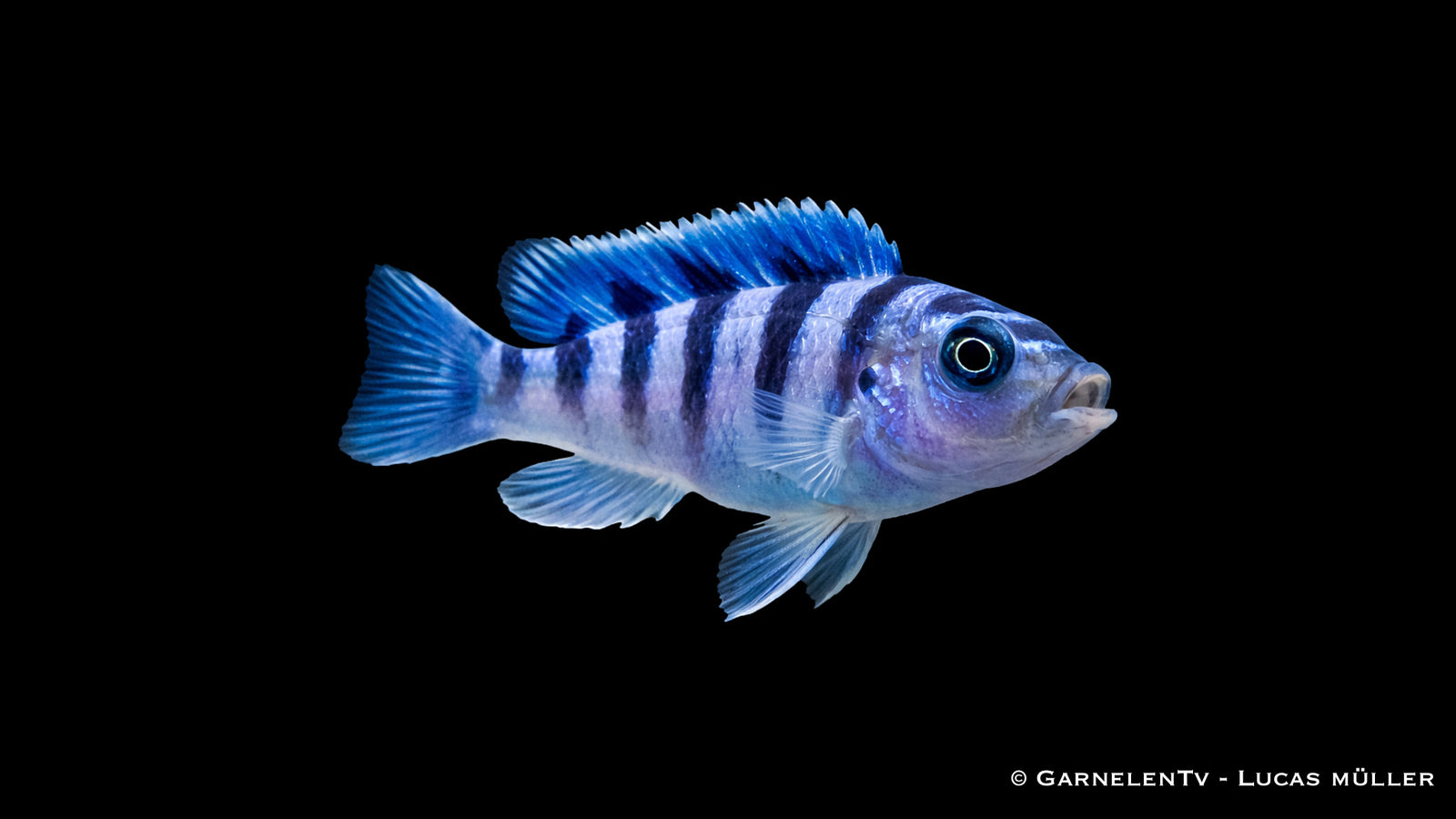 Lilaprachtbarsch - Pseudotropheus lombardoi