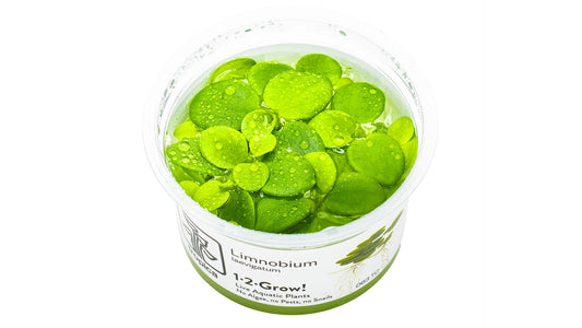 Limnobium laevigatum InVitro Pflanze