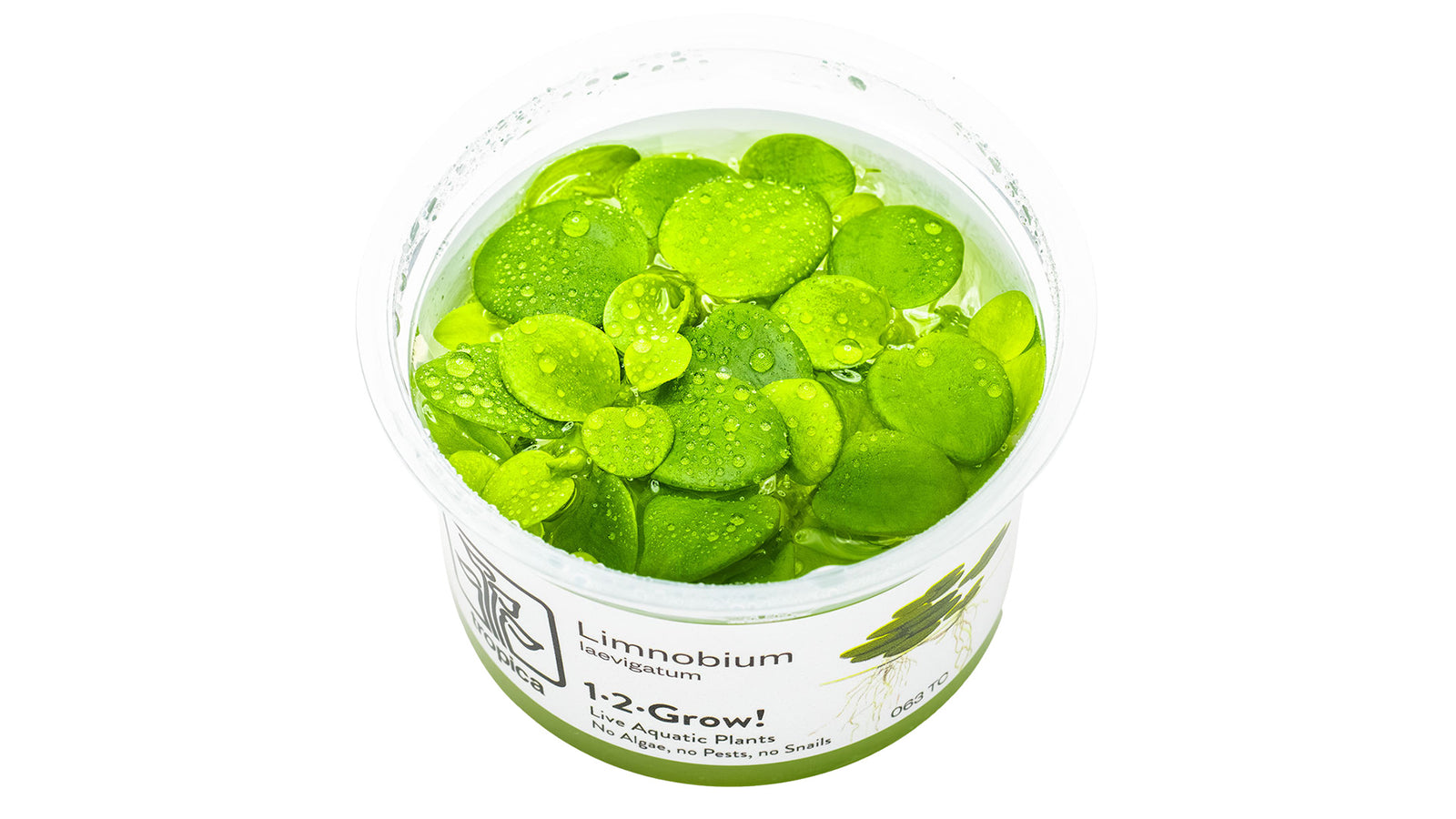 Limnobium laevigatum InVitro Pflanze