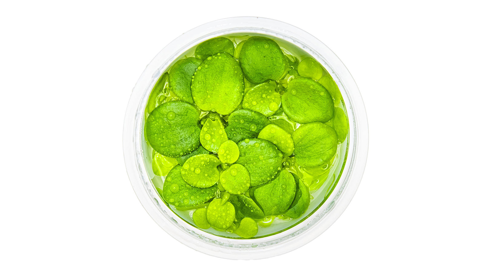 Limnobium laevigatum InVitro Pflanze