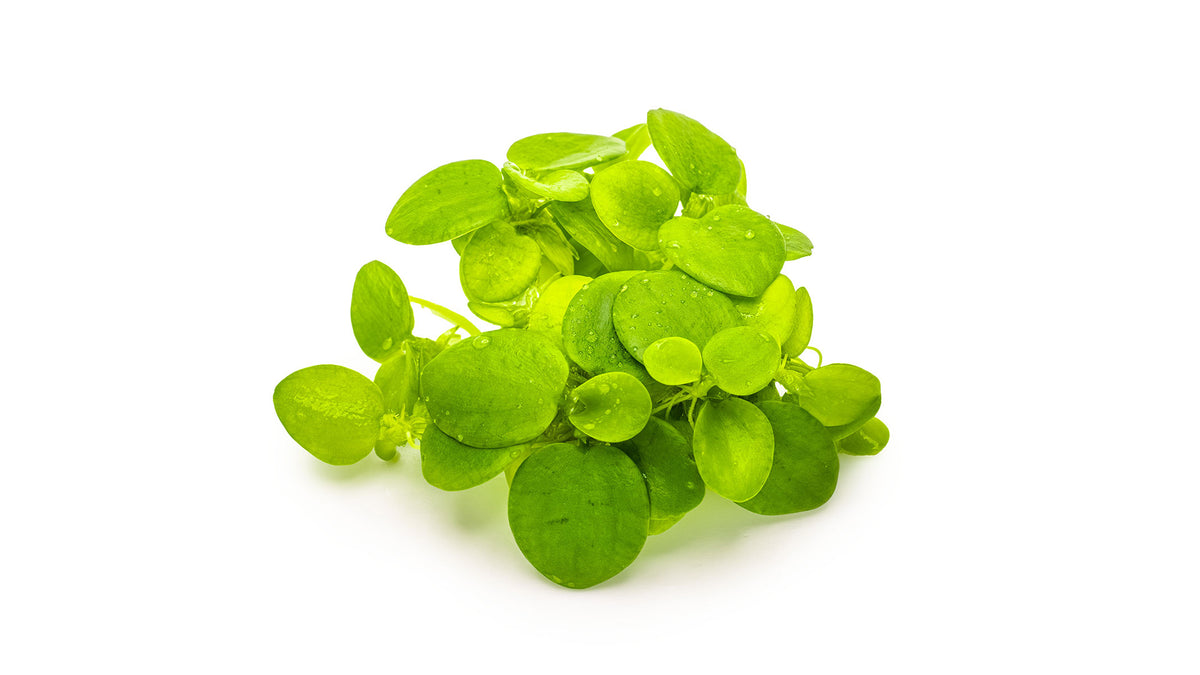 Limnobium laevigatum