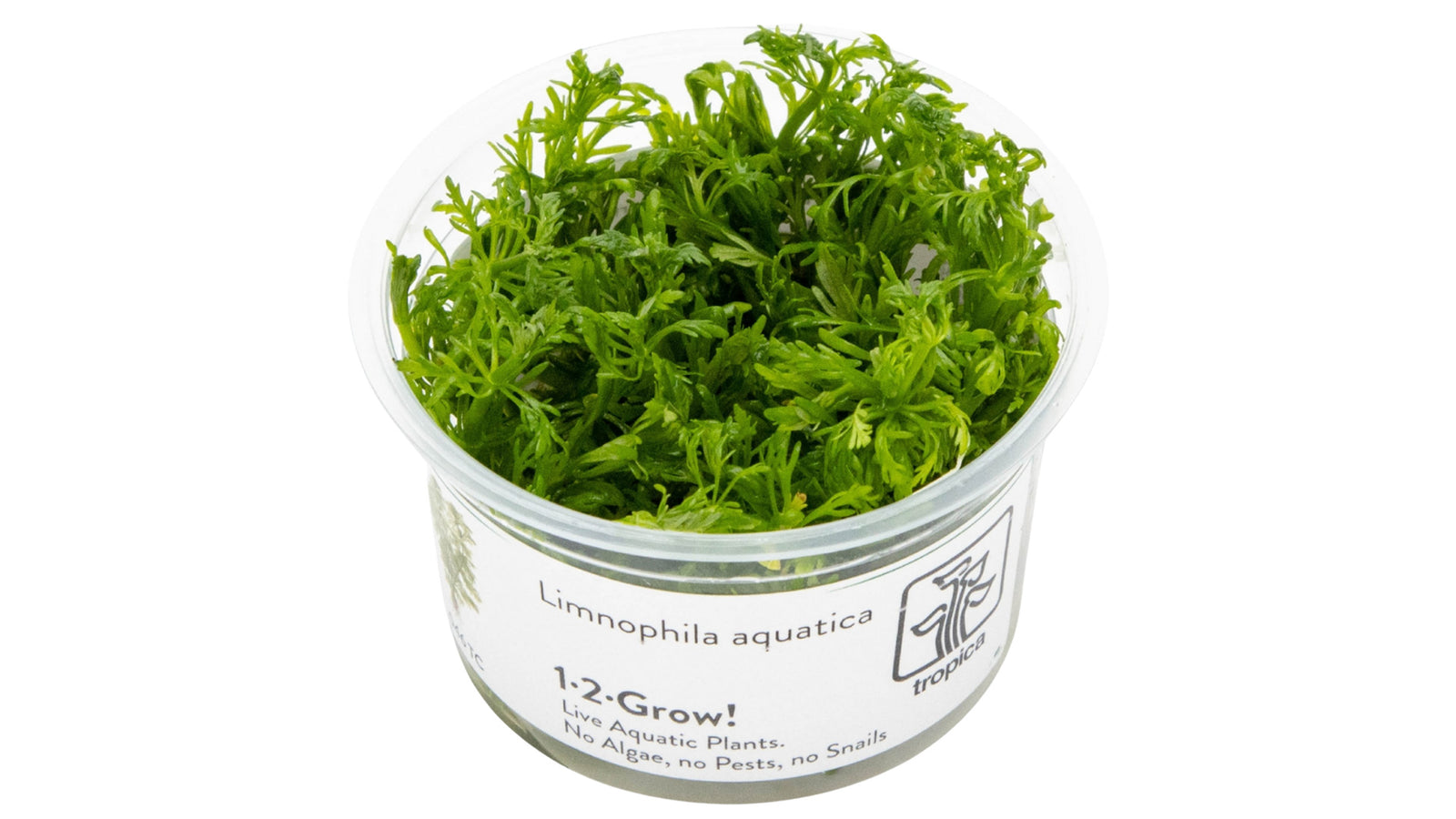 Limnophila aquatica InVitro Pflanze