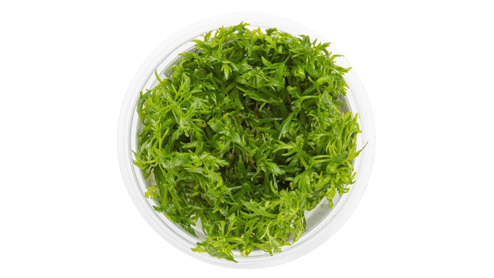 Limnophila aquatica InVitro Pflanze