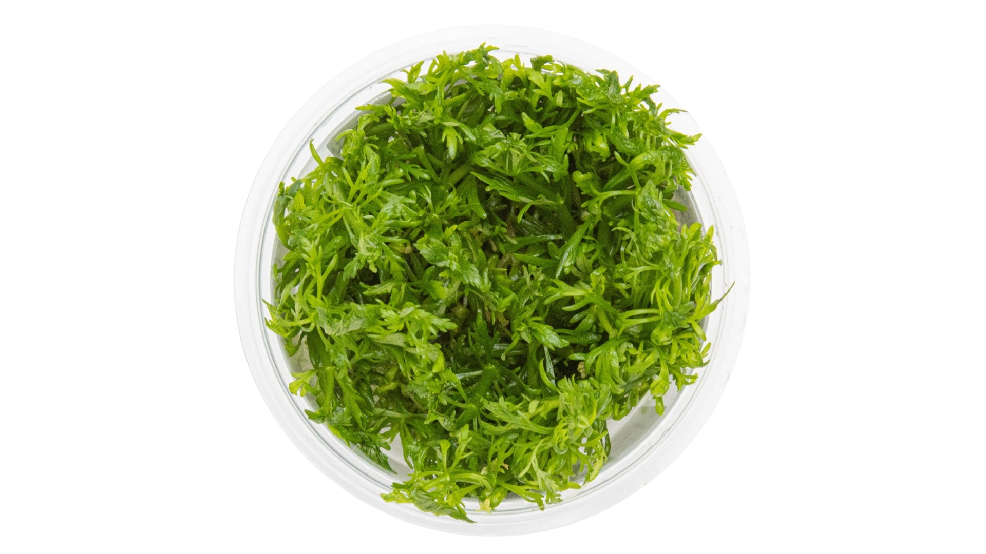 Limnophila aquatica InVitro Pflanze