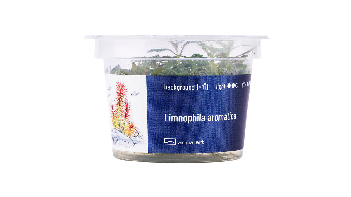 Limnophila aromatica - InVitro