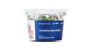 Limnophila hippuridoides - InVitro