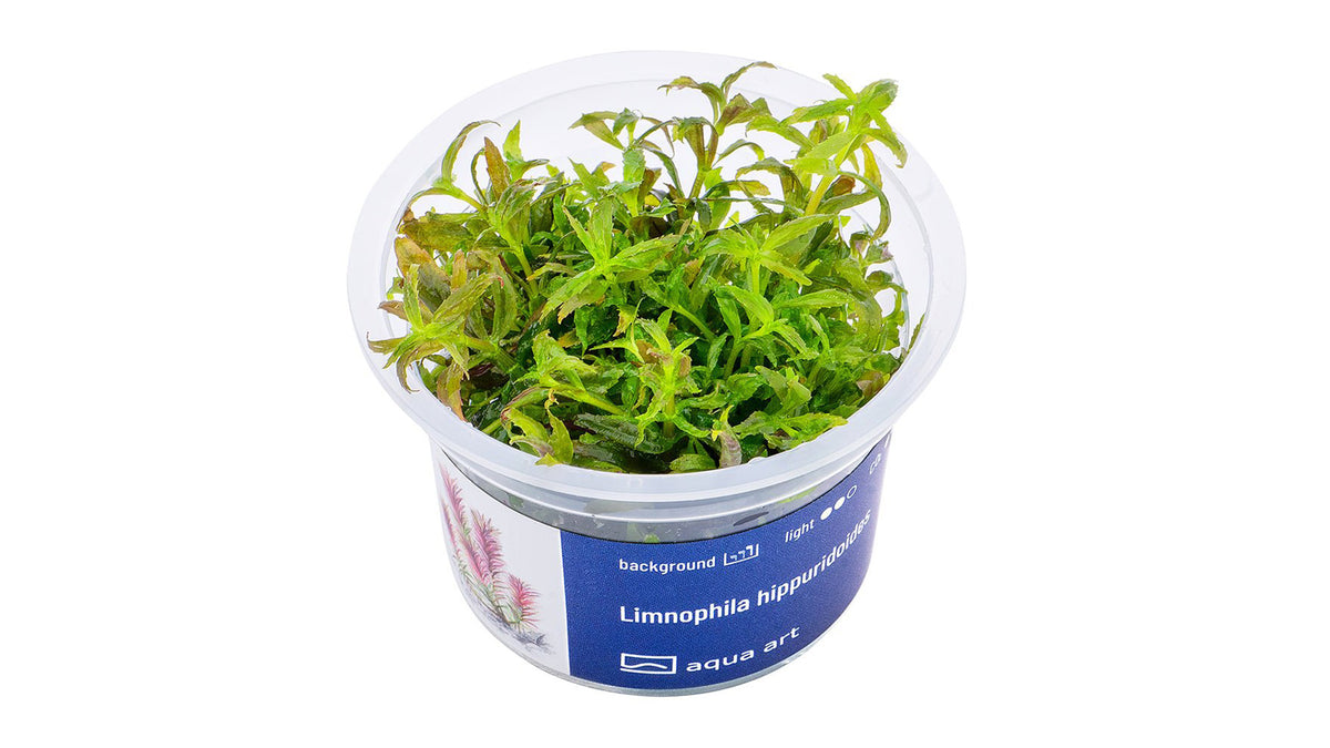 Limnophila hippuridoides - InVitro