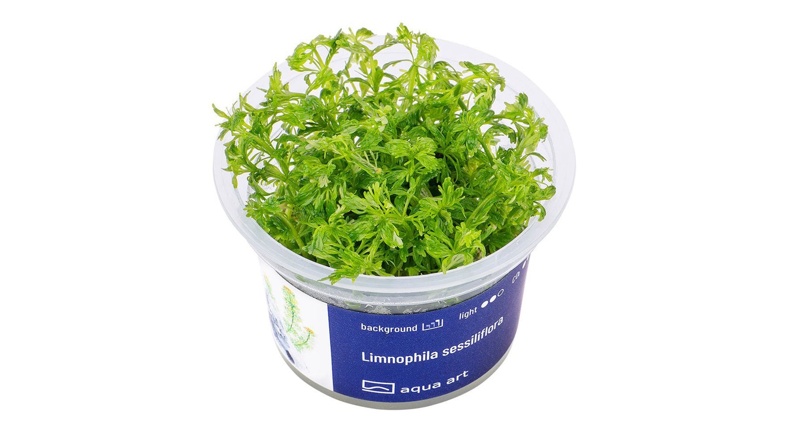 Limnophila sessiliflora - InVitro