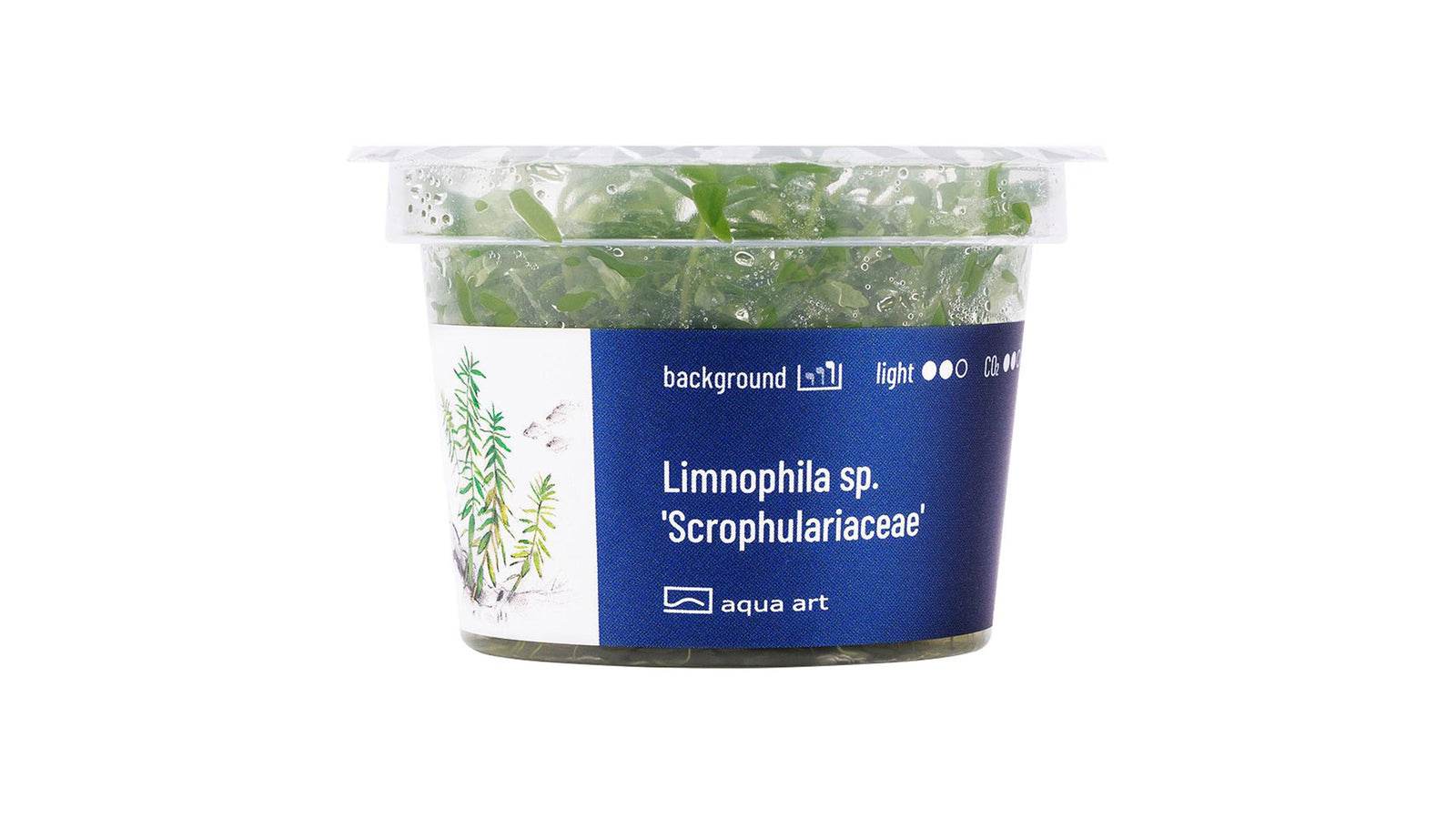Limnophila sp. 'Scrophulariaceae' - InVitro