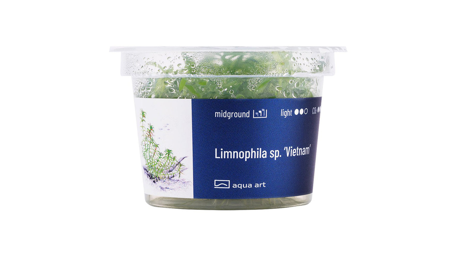 Limnophila sp. ’Vietnam’ - InVitro
