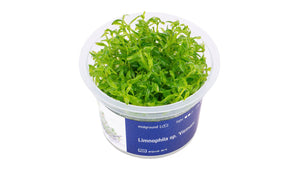 Limnophila sp. ’Vietnam’ - InVitro